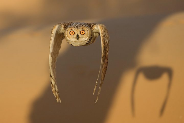 Eagle Owl in flight.jpg