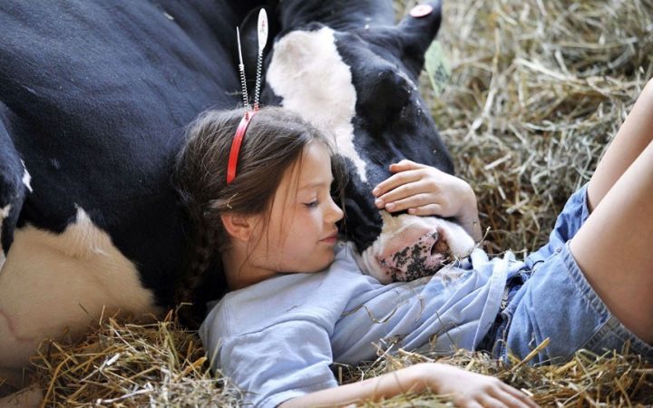 a girl and her cow.jpg