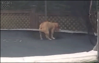 dog-on-trampoline