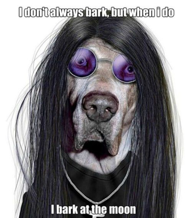 ozzy-dog-captions-017-08062013