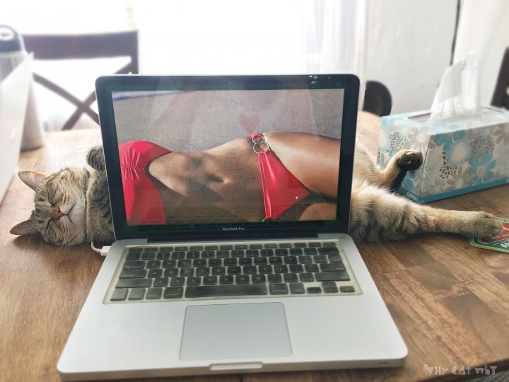 sexy computer cat.jpg