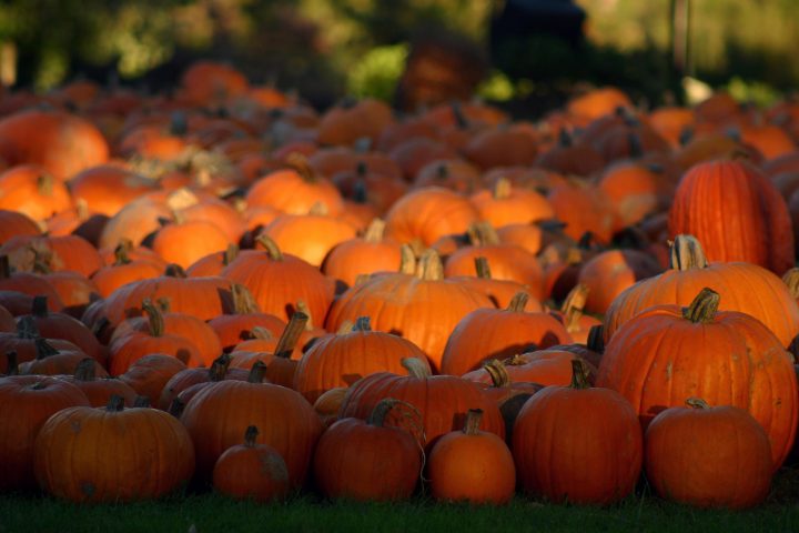 A fleet of pumpkins.jpg