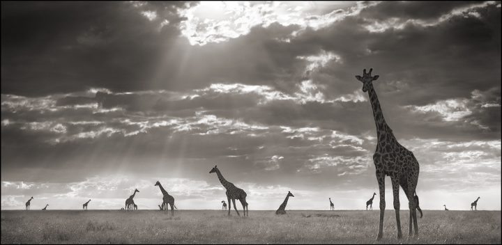 Giraffes in the wind.jpg
