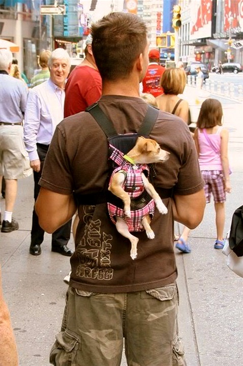 Puppy Carrier.jpg