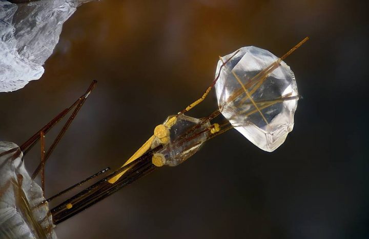 rutile-calcite