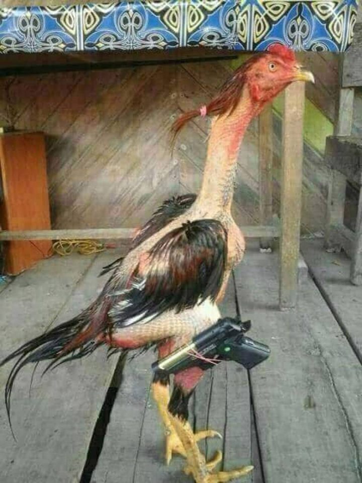 chicken with a gun.jpg