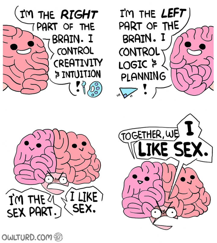 the parts of the brain and what they do.png