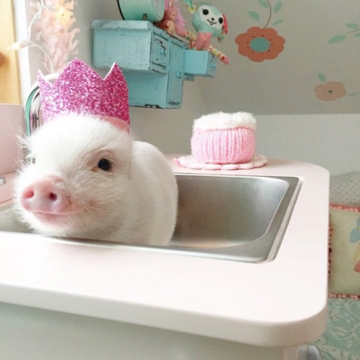 piglet in sink.jpg