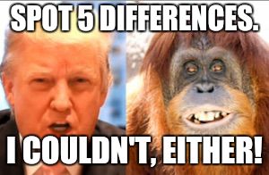 trump-orangutan