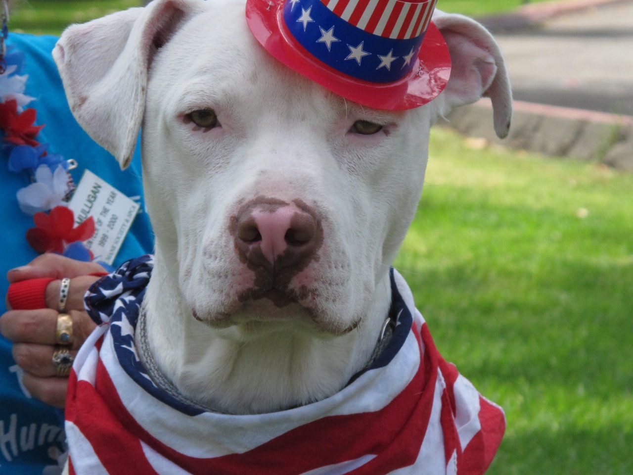 patriotic pup pillow pet