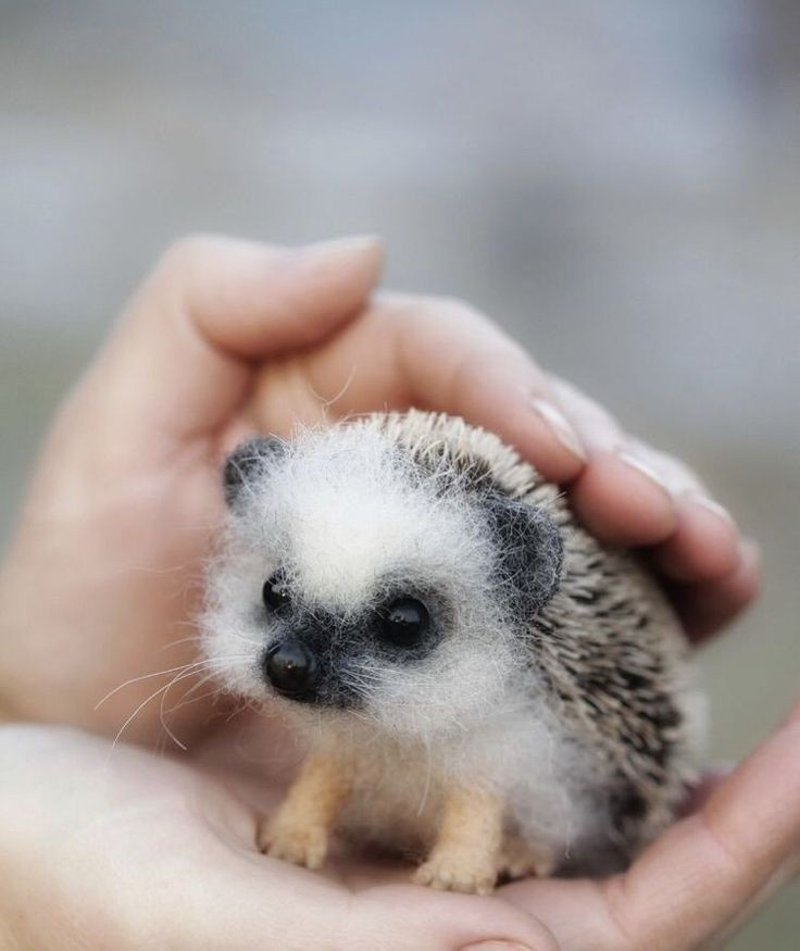 baby hedgehog - MyConfinedSpace