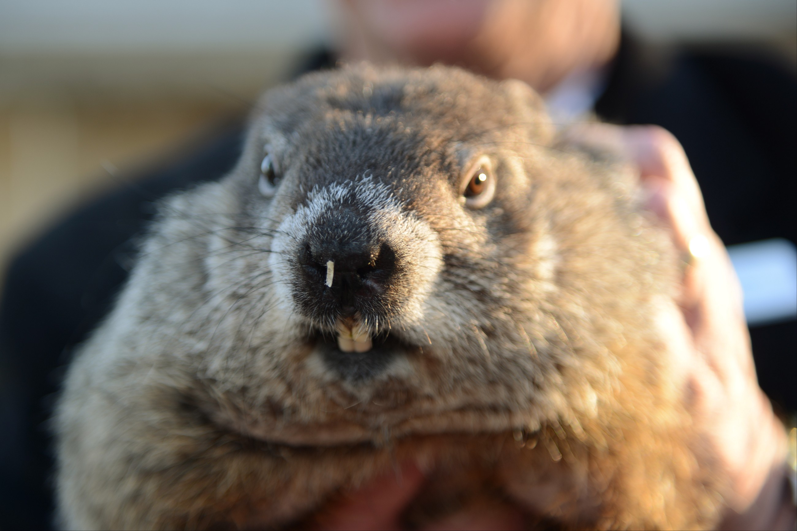 Angry Ground Hog - MyConfinedSpace