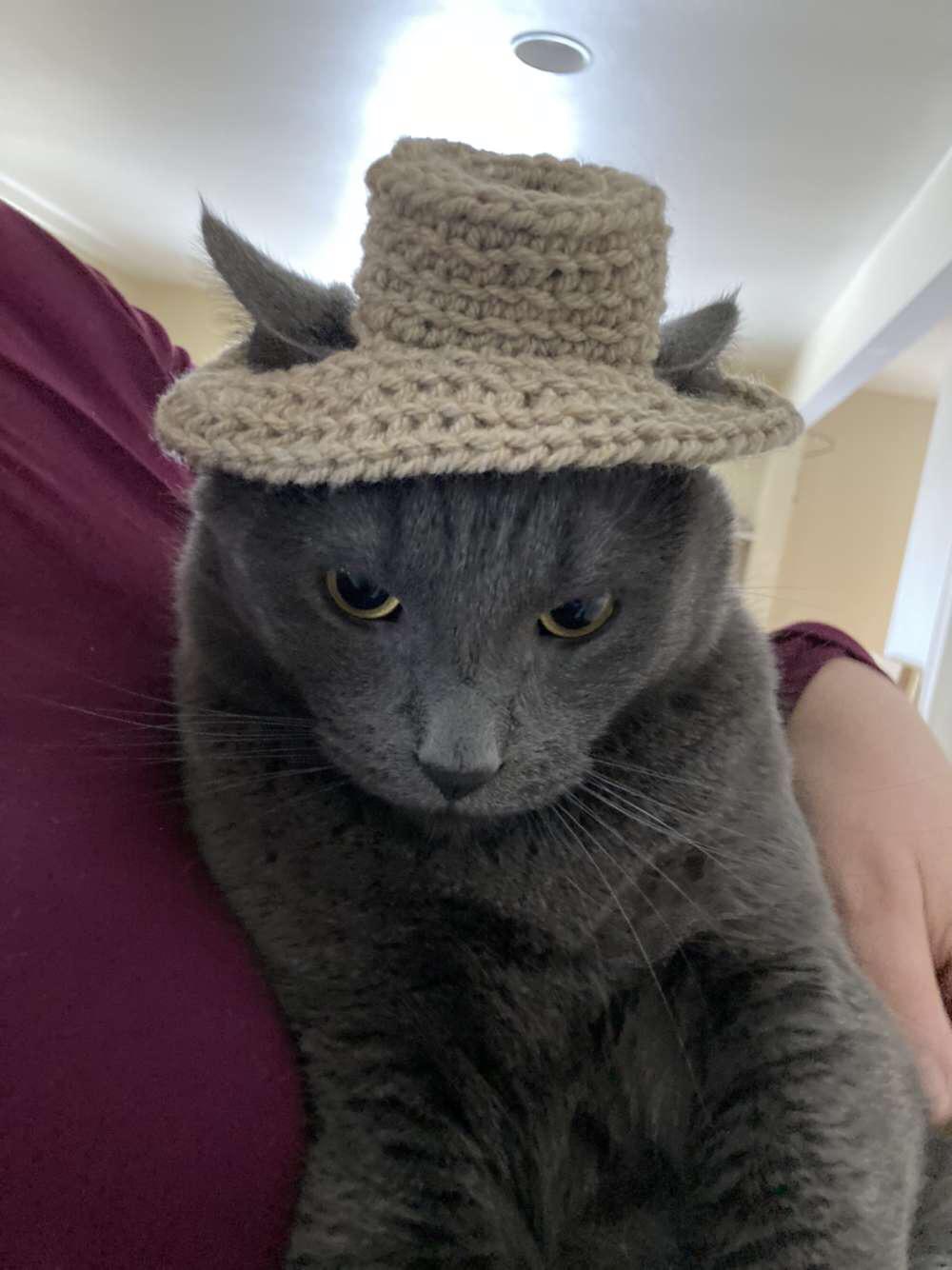 A crocheted hat on my cat! - MyConfinedSpace MyConfinedSpace