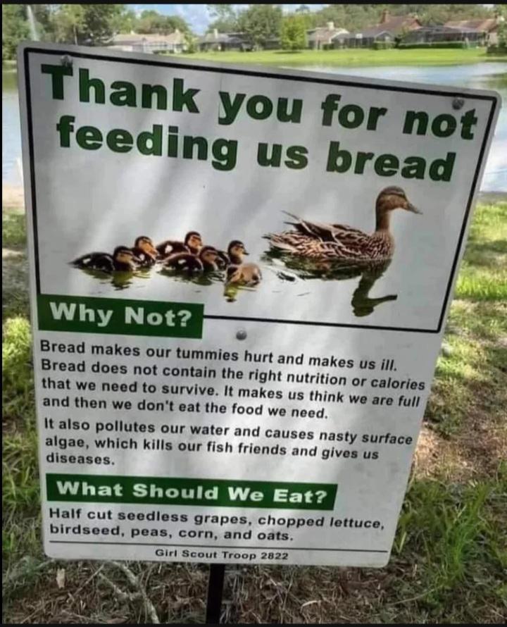 Why Can You Not Feed Ducks Bread