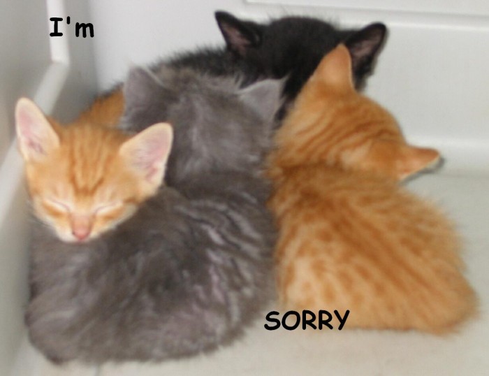 imsorrykittens.jpg (74 KB)