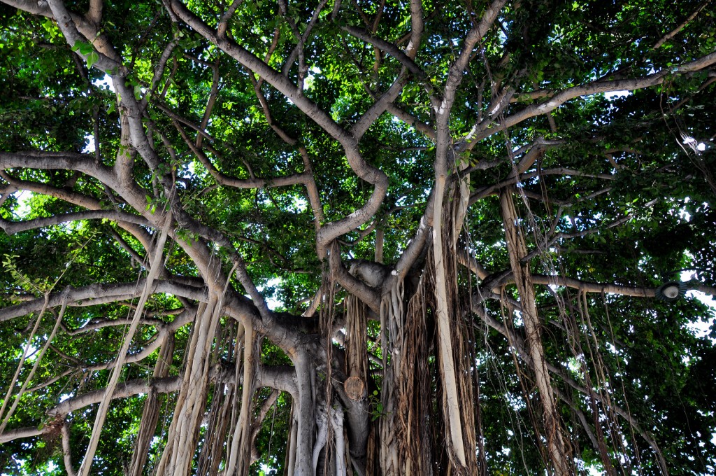 Banyan tree | MyConfinedSpace