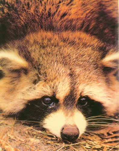 Racoon.jpg (693 KB)