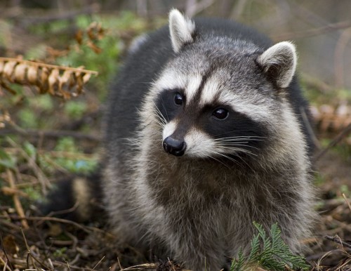 Racoon2.jpg (259 KB)