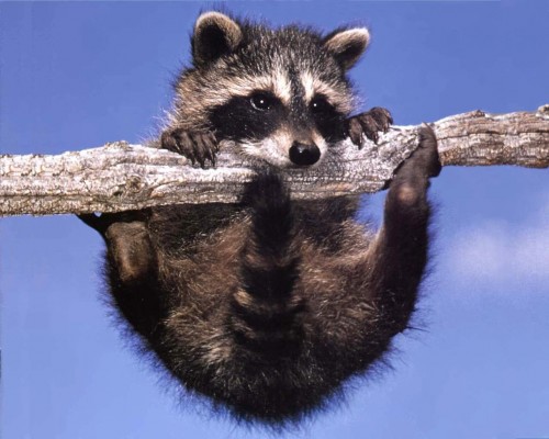 raccoon3.jpg (142 KB)