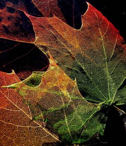 Maple_Leaves_Structure3-jurvetson.jpg (964 KB)