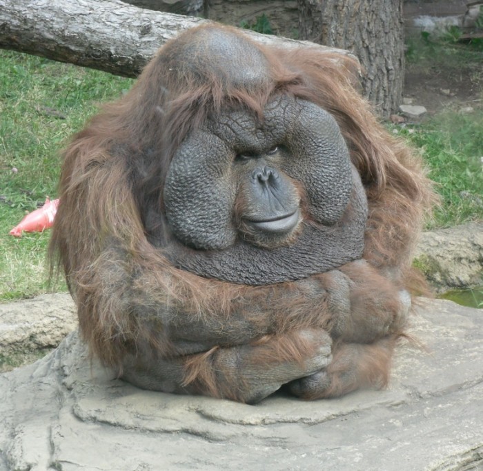 orangutan.jpg (245 KB)