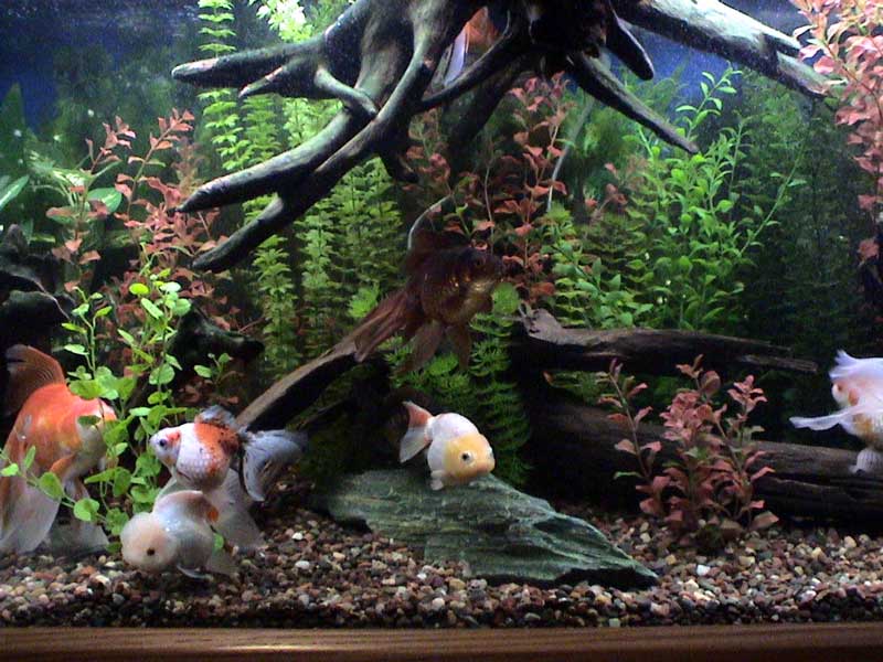 best goldfish aquarium setup