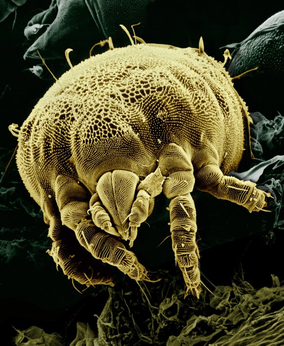 Yellow_mite_(Tydeidae)_Lorryia_formosa_2_edit2.jpg (732 KB)