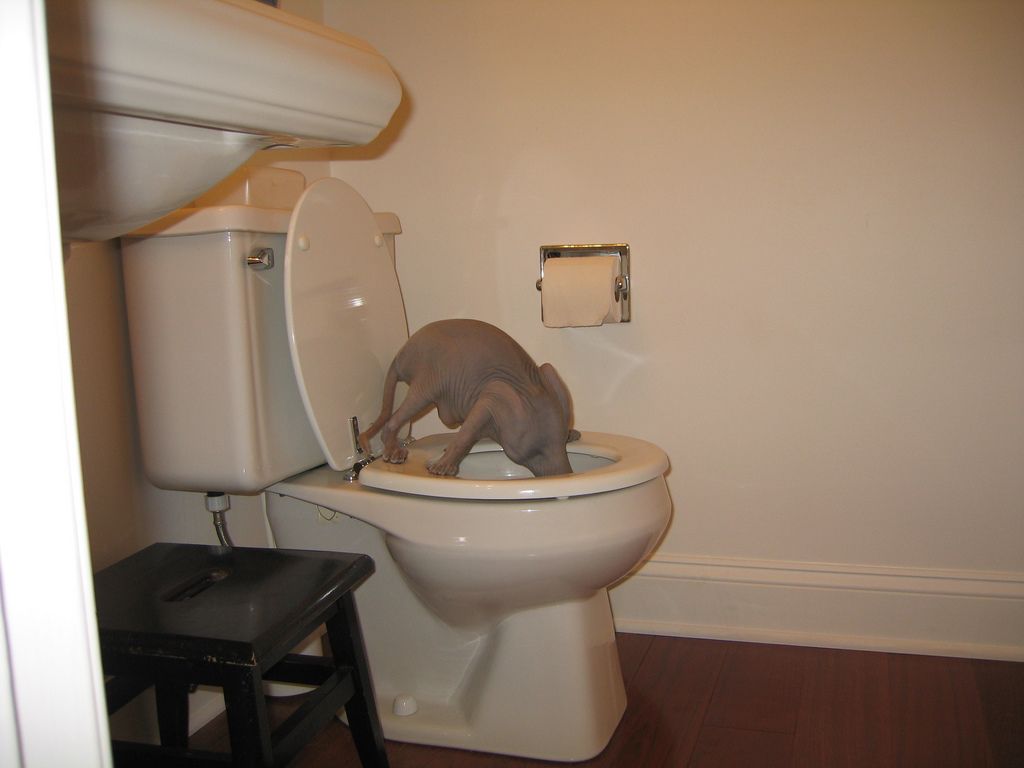 Cat(?) drinking out of toilet « MyConfinedSpace