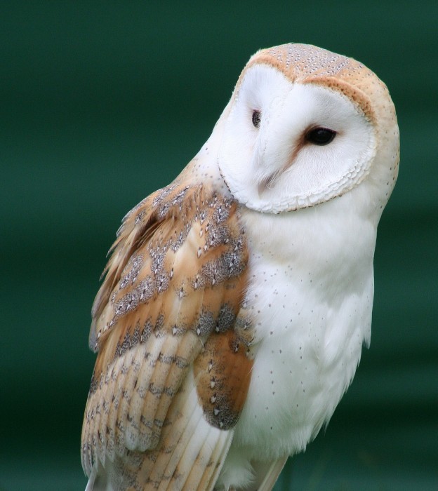 owl.jpg (667 KB)