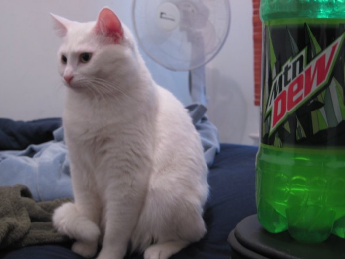 mtndewmew.jpg (48 KB)