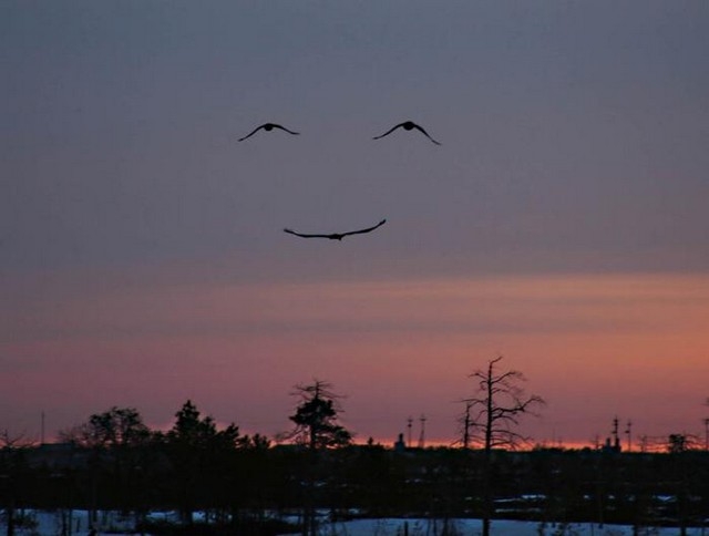 happybirds.jpg