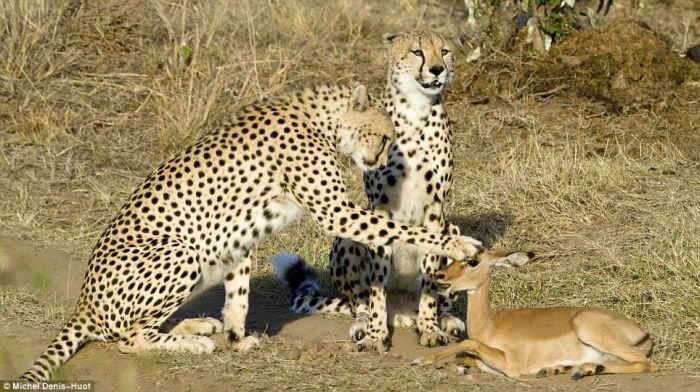 cheetahs_letting_tiny_antelope_go_01.jpg (86 KB)