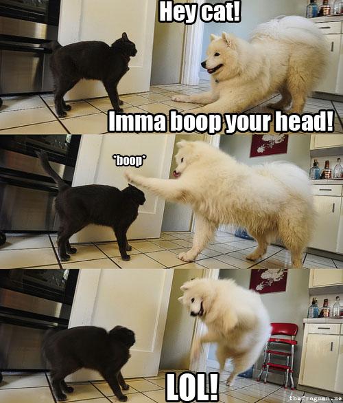 Happy-Dog-Boop-Cat.jpg (54 KB)