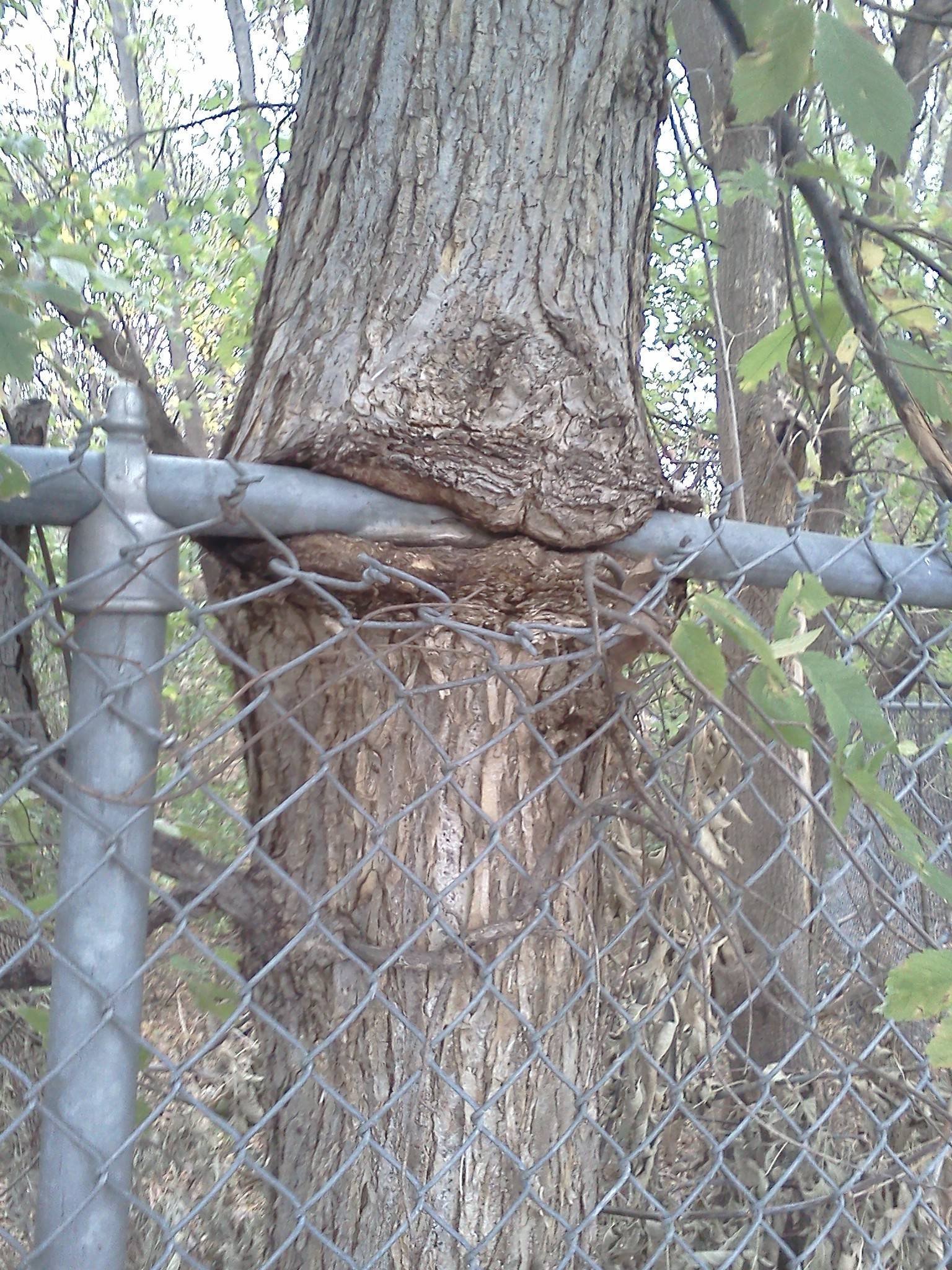 Дерево съело забор