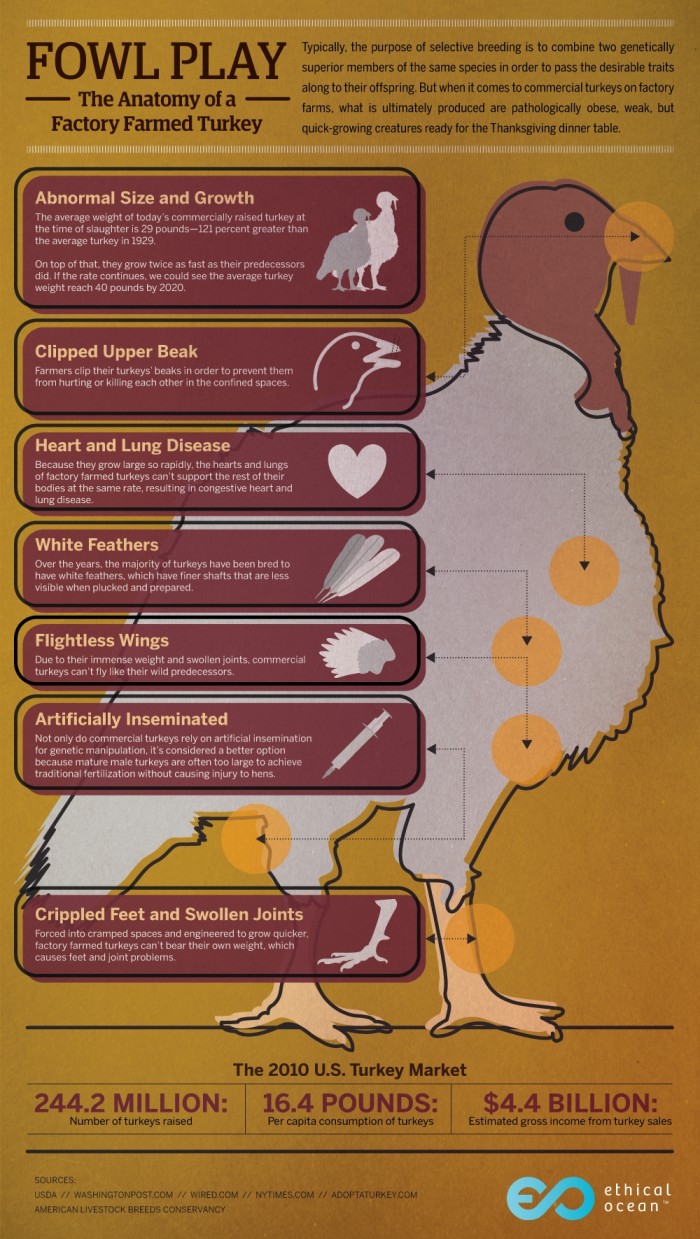 anatomy-genetically-modified-turkey-thanksgiving.jpg (1 MB)