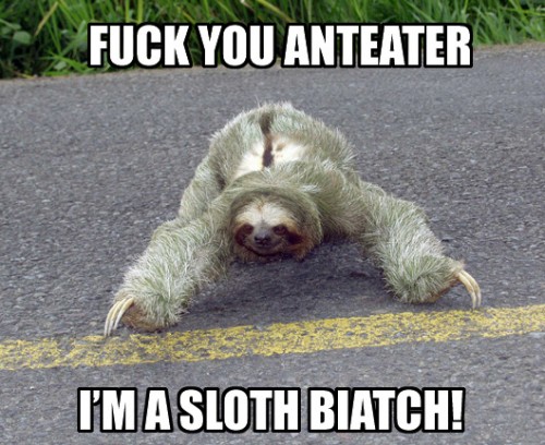 sloth4.jpg (167 KB)