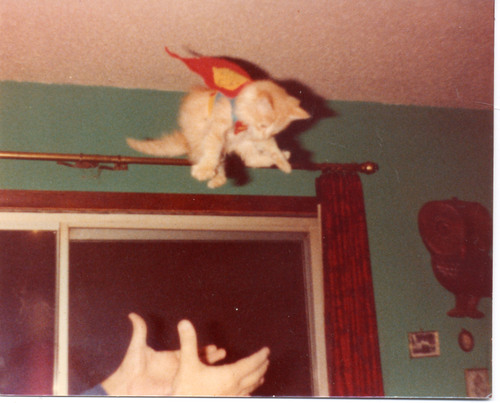 supercat.jpg (64 KB)