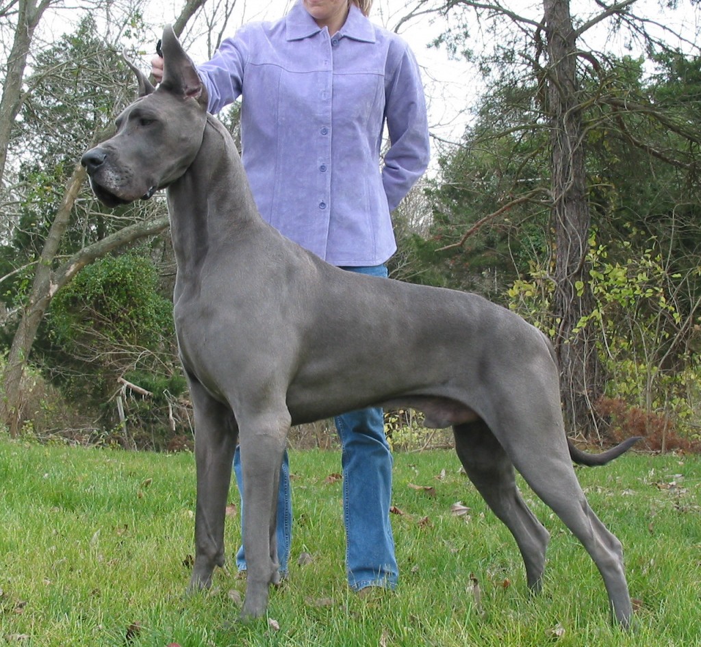 Blue Great Dane | MyConfinedSpace