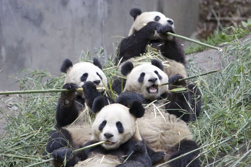 01-giant-panda-group-eating-bamboo.jpg (322 KB)